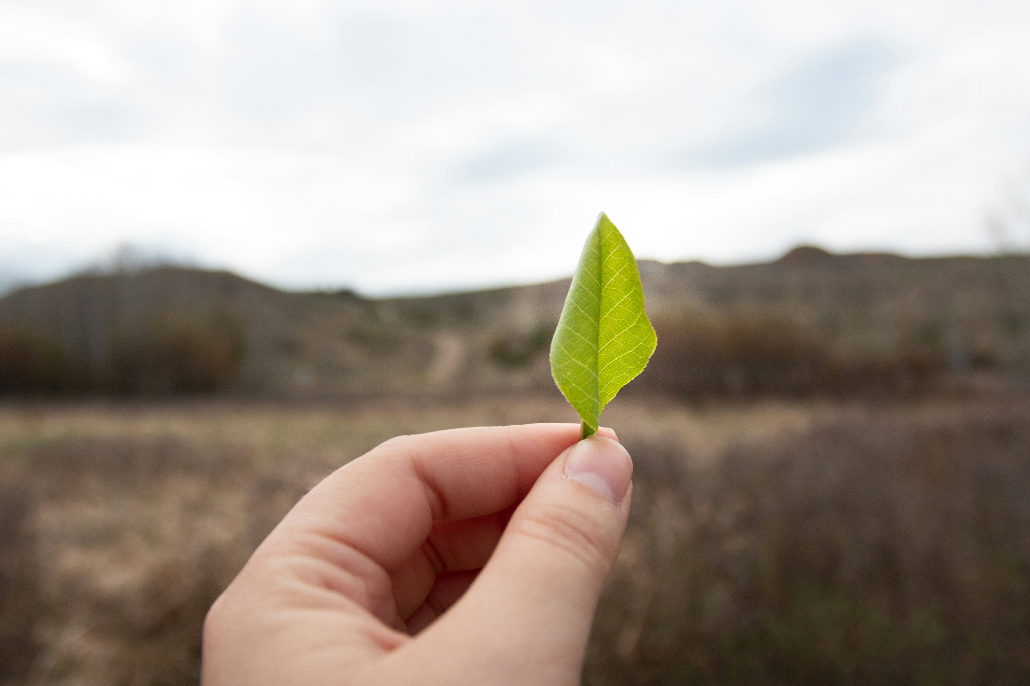 green leaf